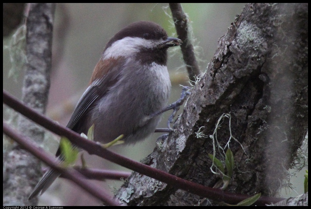 0320-082036-05.jpg - Chestnut-backed Chickadee