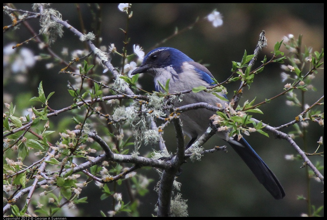 0320-084625-01.jpg - Western Scrub-Jay