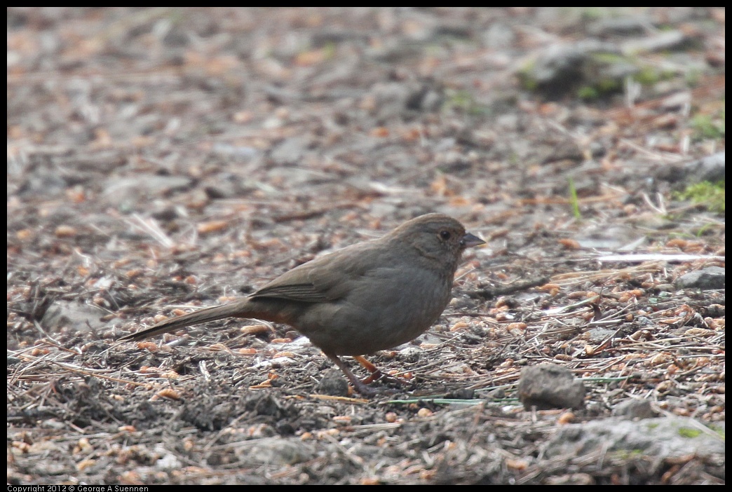 0320-084807-04.jpg - California Towhee