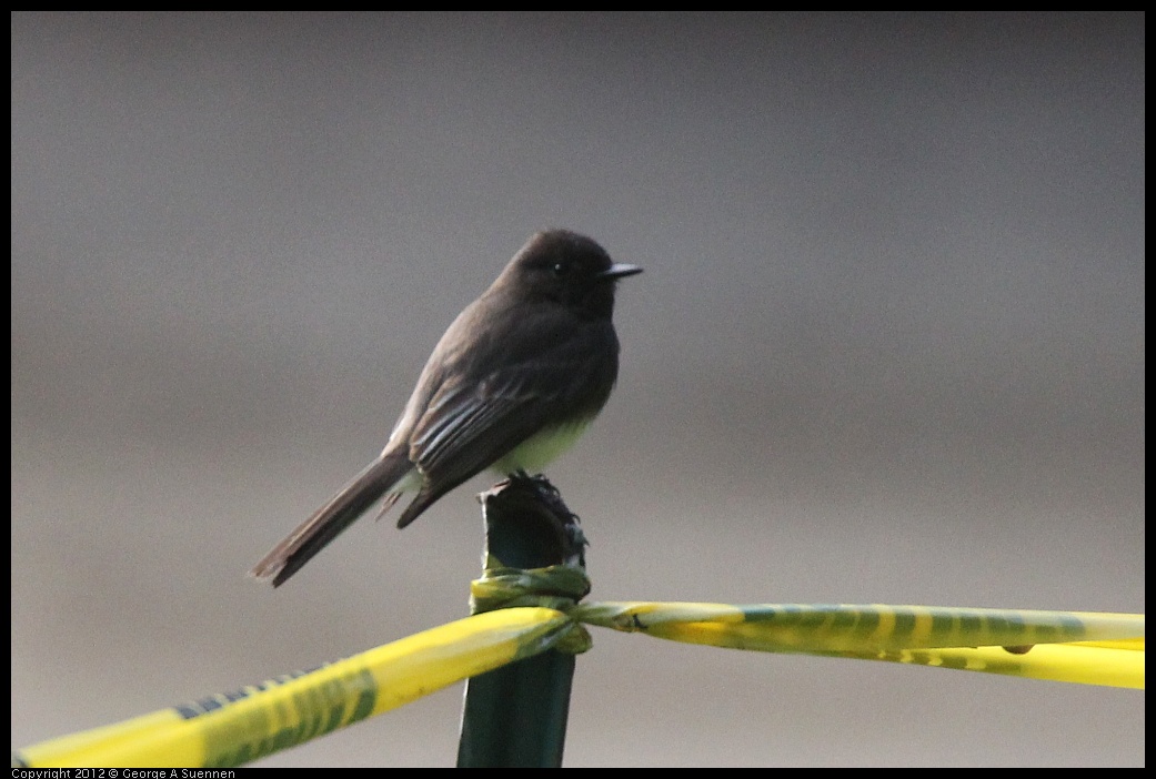 0320-085201-01.jpg - Black Phoebe