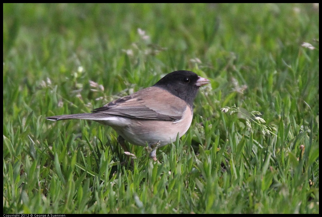 0320-085306-01.jpg - Dark-eyed Junco