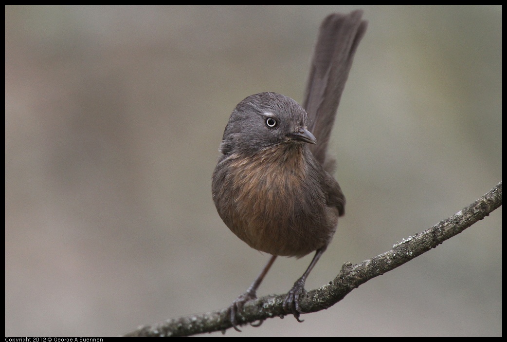 0320-125825-02.jpg - Wrentit