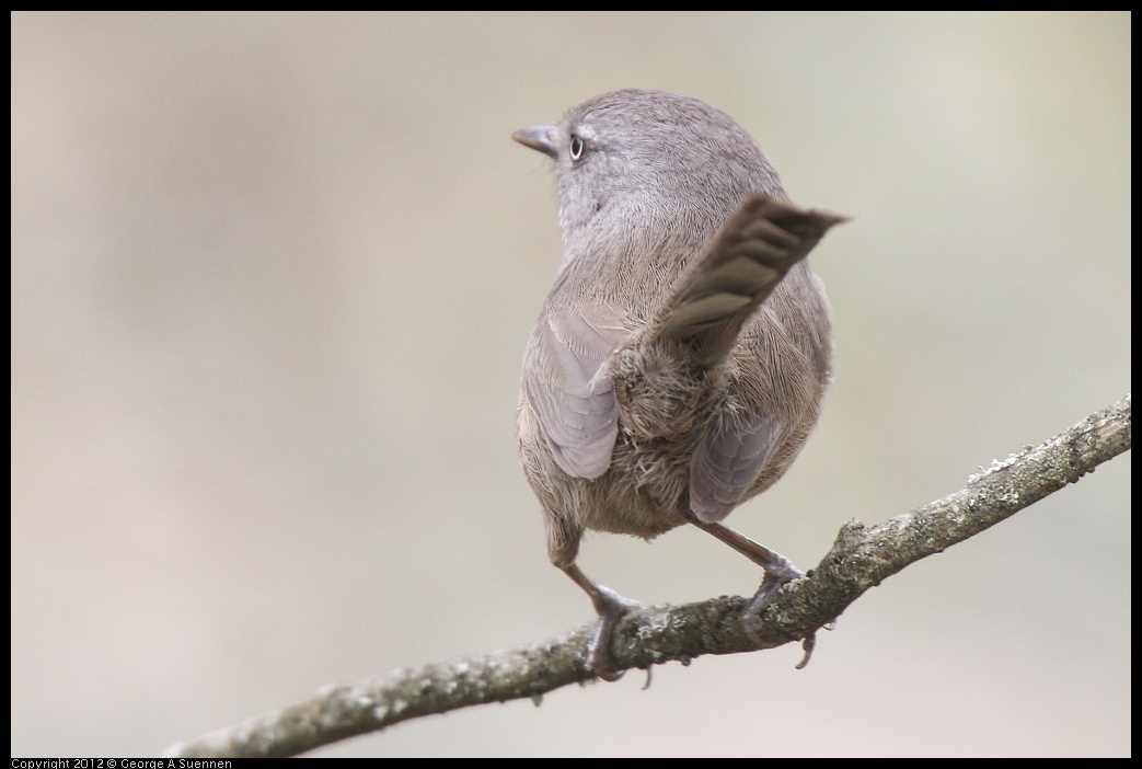 0320-125827-03.jpg - Wrentit