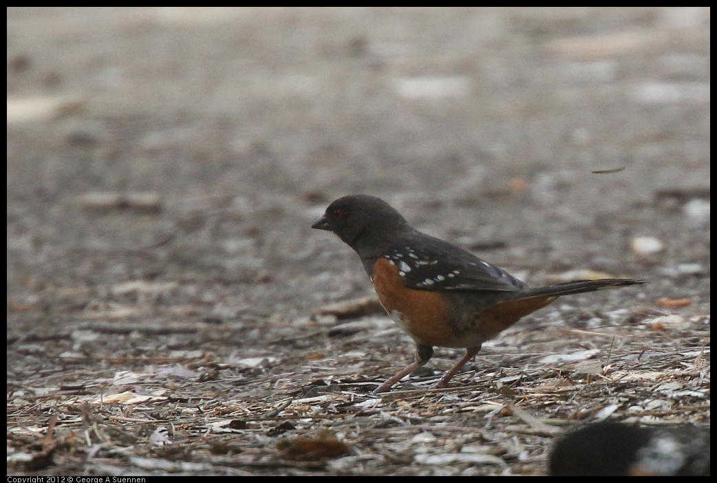 0323-133004-02.jpg - Spotted Towhee