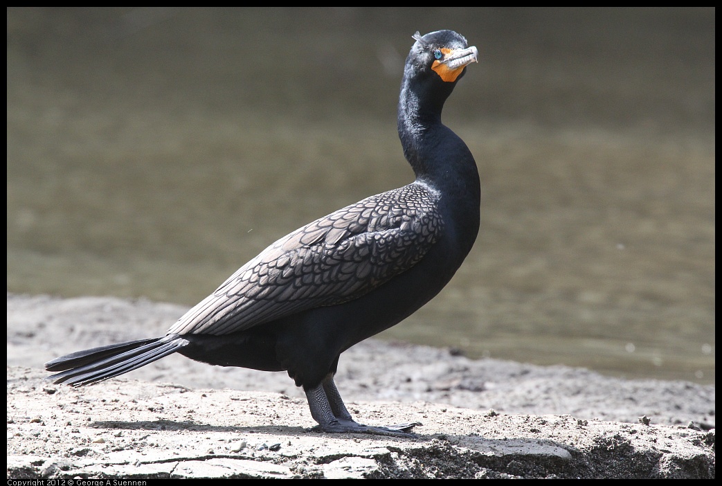 0323-133909-02.jpg - Double-crested Cormorant