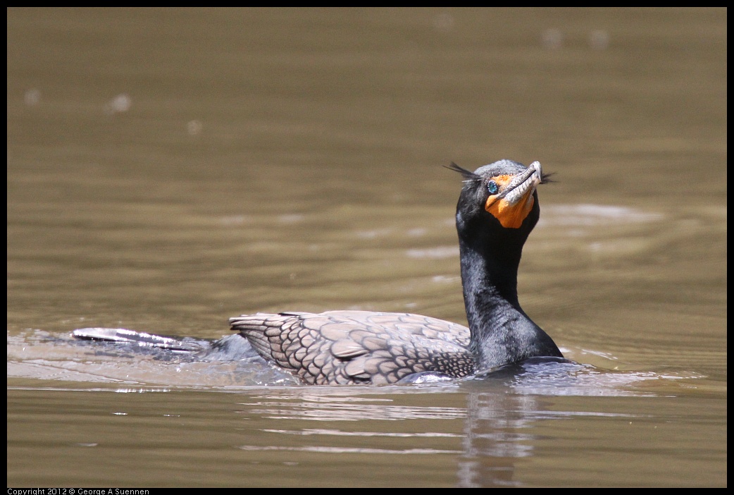 0323-134330-02.jpg - Double-crested Cormorant