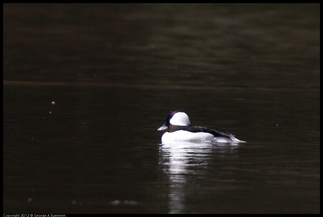 0323-134426-01.jpg - Bufflehead