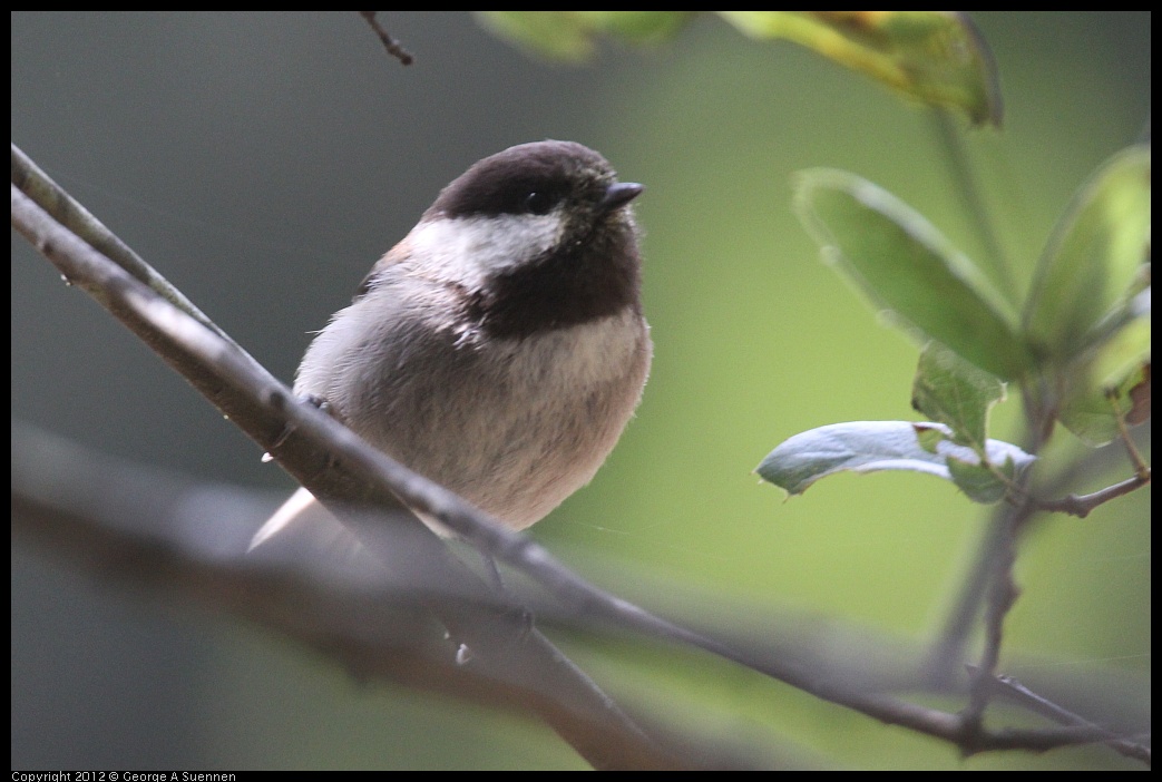 0323-134629-02.jpg - Chestnut-backed Chickadee