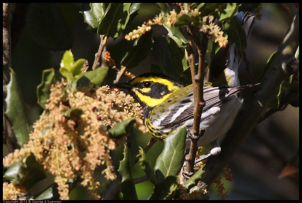 0325-160017-03.jpg - Townsend's Warbler