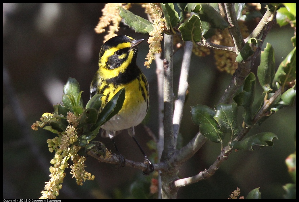 0325-160237-05.jpg - Townsend's Warbler