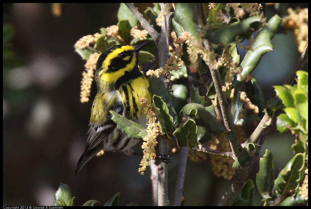 0325-160239-03.jpg - Townsend's Warbler