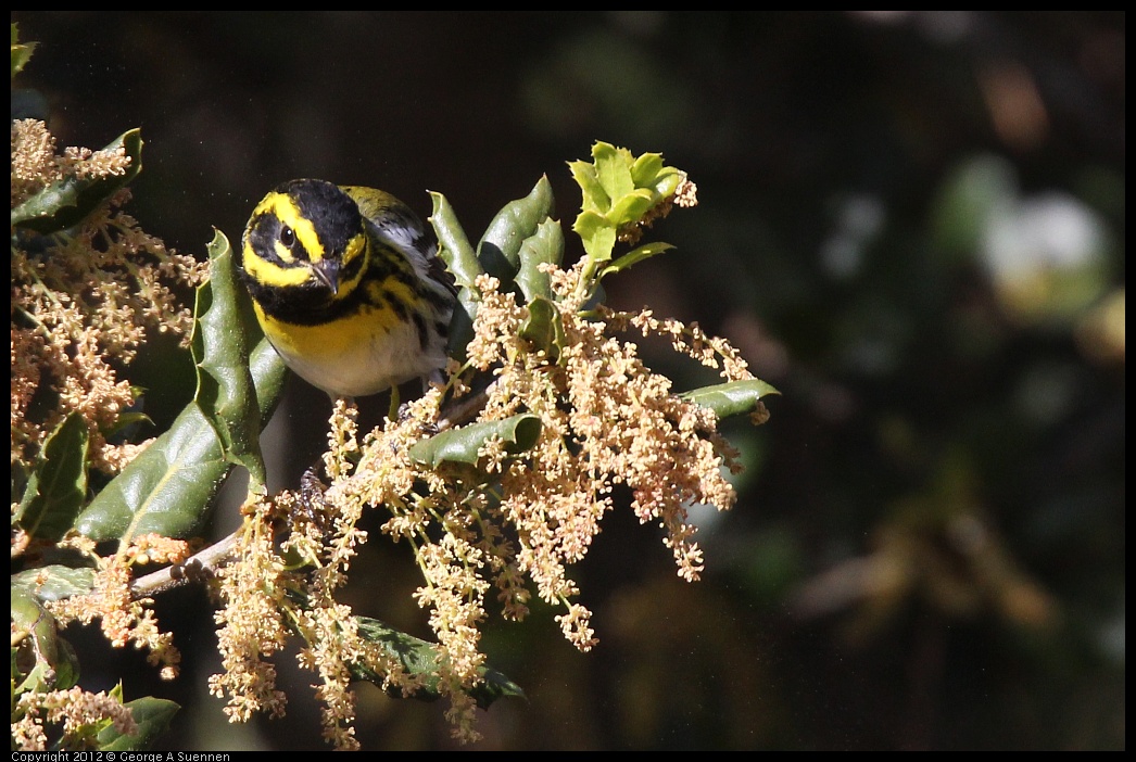 0325-160306-01.jpg - Townsend's Warbler