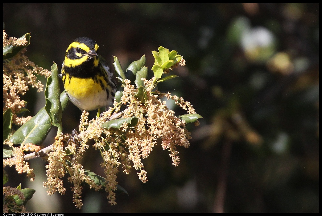 0325-160306-03.jpg - Townsend's Warbler