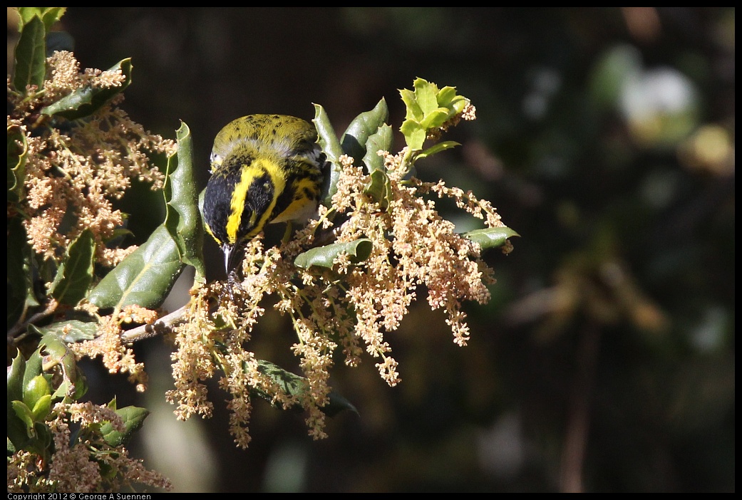 0325-160308-01.jpg - Townsend's Warbler