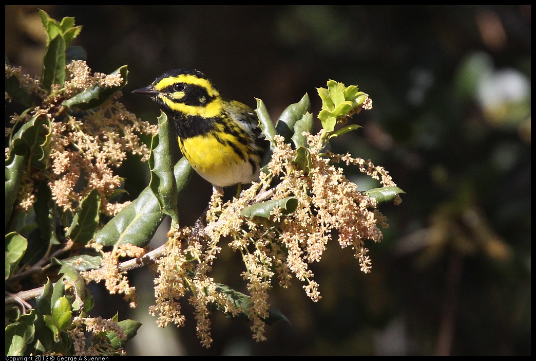 0325-160308-02.jpg - Townsend's Warbler