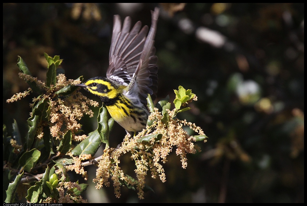 0325-160309-02.jpg - Townsend's Warbler