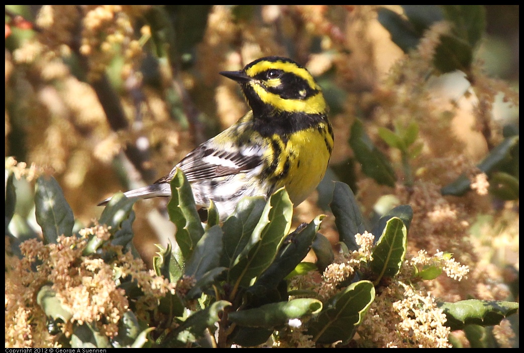 0325-160340-01.jpg - Townsend's Warbler