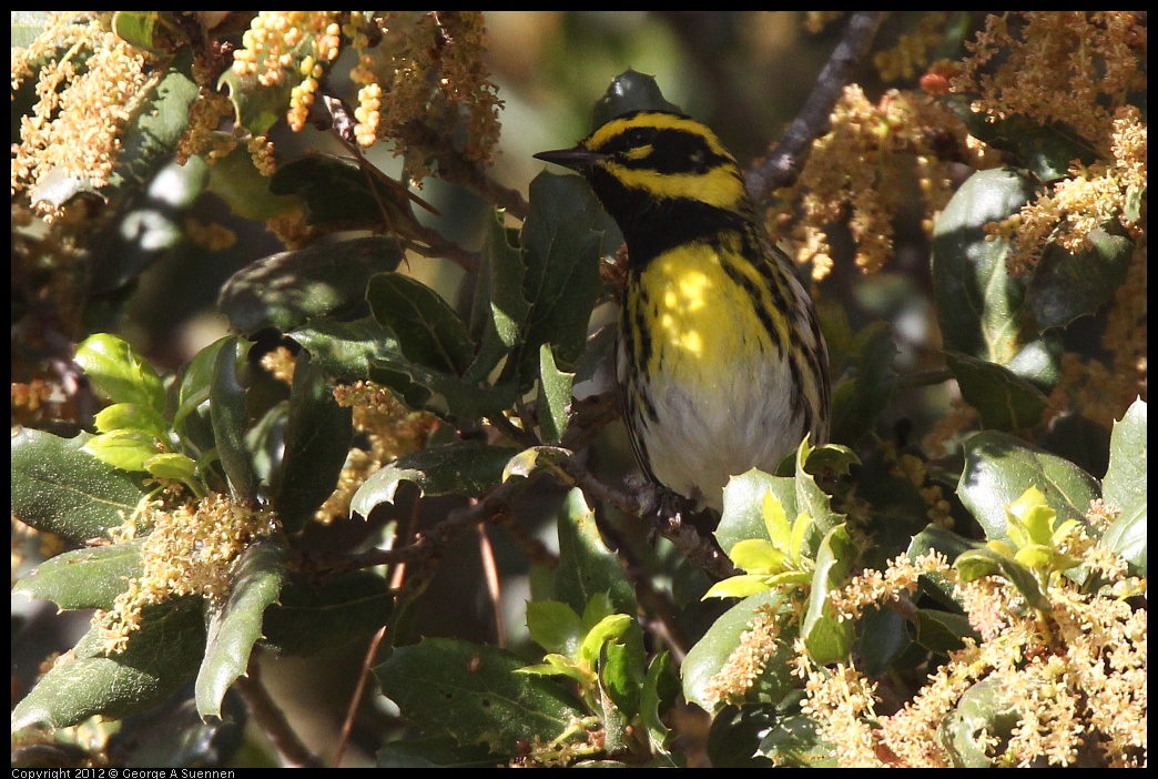 0325-160417-01.jpg - Townsend's Warbler