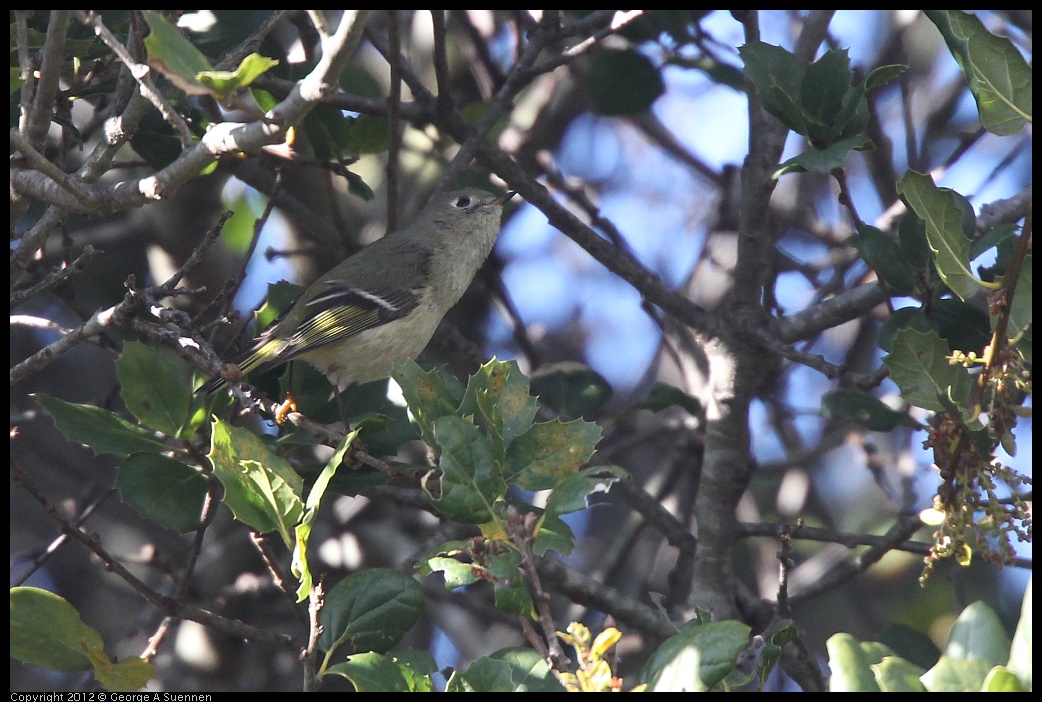 0325-160454-02.jpg - Ruby-crowned Kinglet