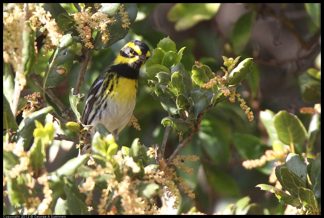 0325-160616-01.jpg - Townsend's Warbler