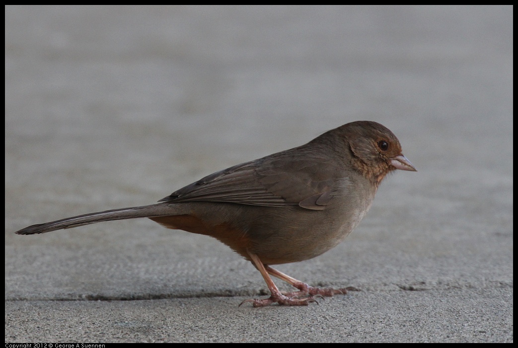 0325-160943-01.jpg - California Towhee