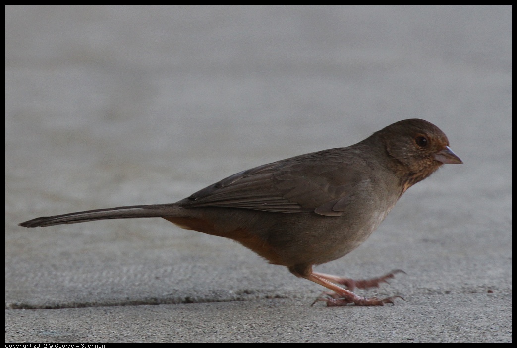 0325-160943-02.jpg - California Towhee