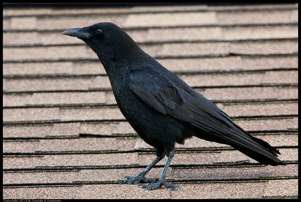 0325-161100-02.jpg - Common Raven