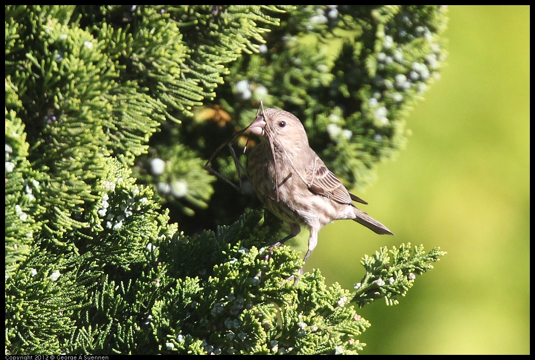 0325-161723-02.jpg - House Finch