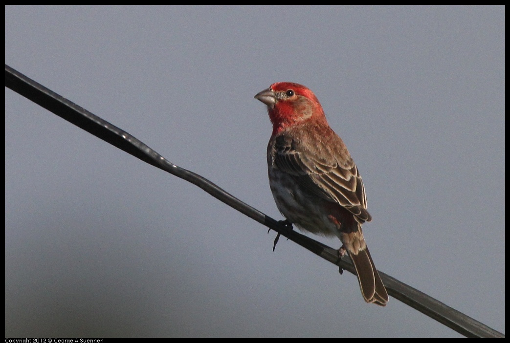 0325-161810-02.jpg - House Finch