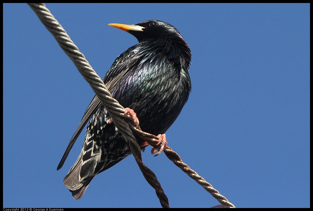 0325-161917-01.jpg -  European Starling