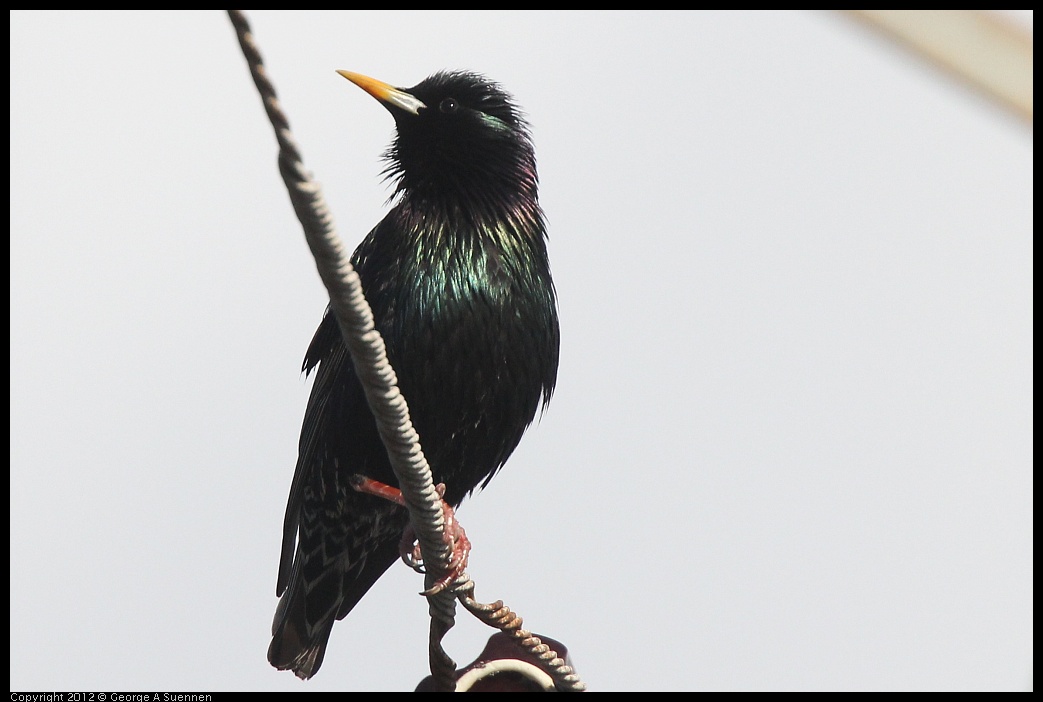 0325-162022-01.jpg -  European Starling