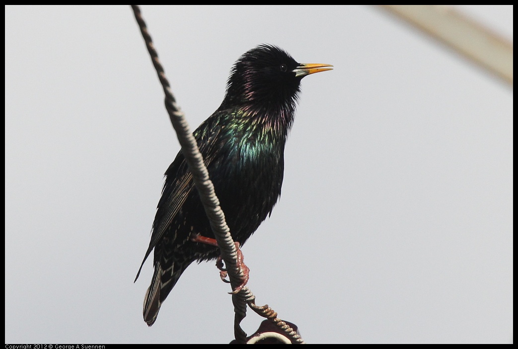 0325-162025-03.jpg -  European Starling