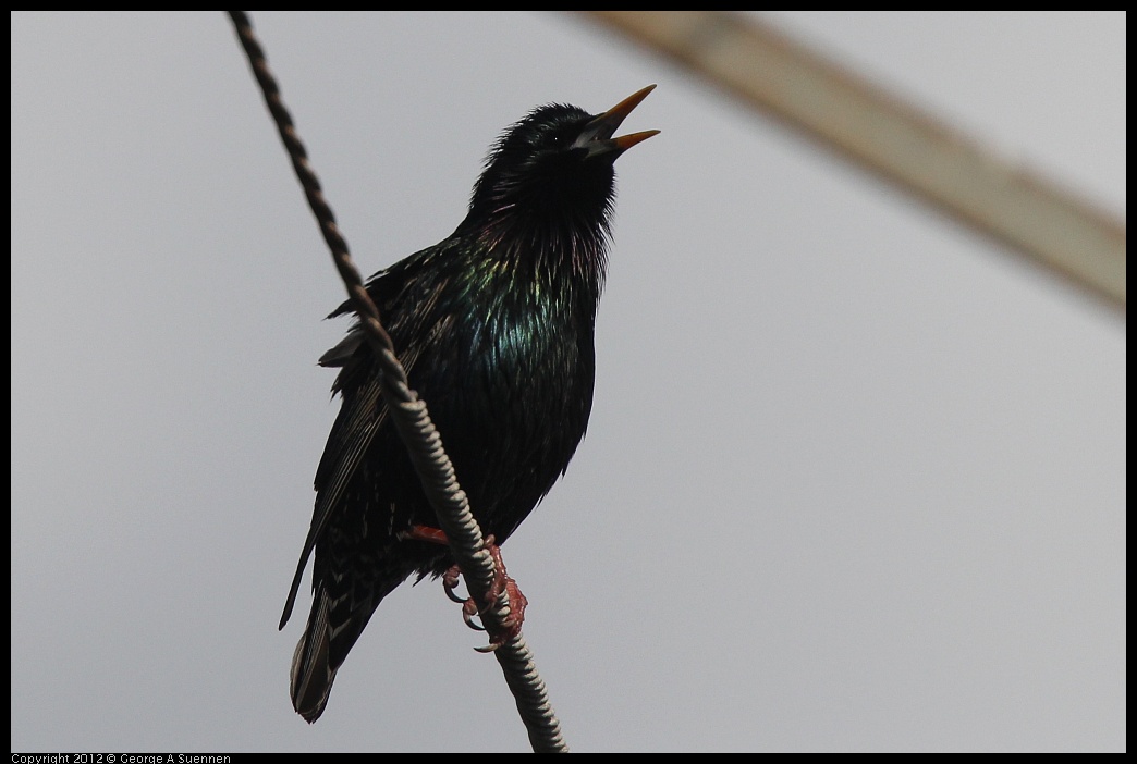 0325-162040-06.jpg -  European Starling