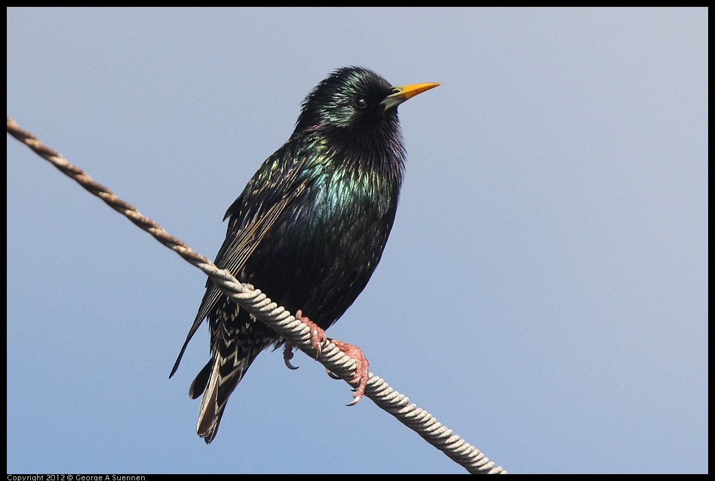 0325-162118-01.jpg -  European Starling