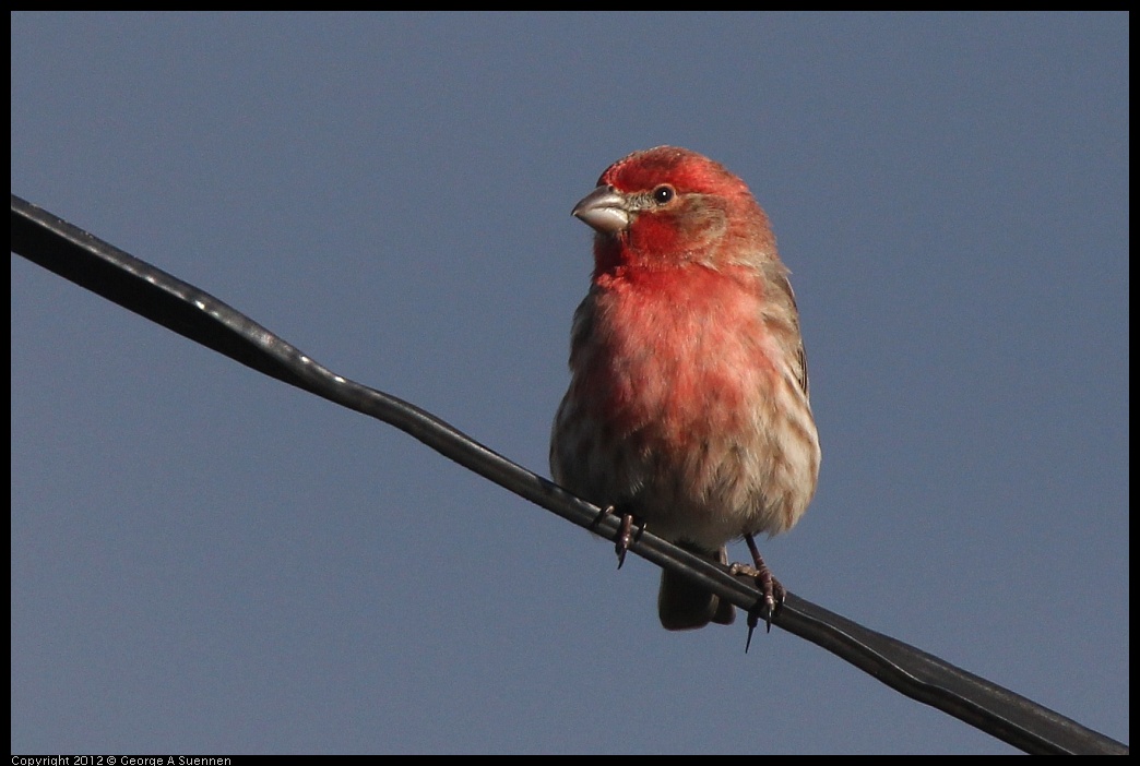 0325-162223-02.jpg - House Finch