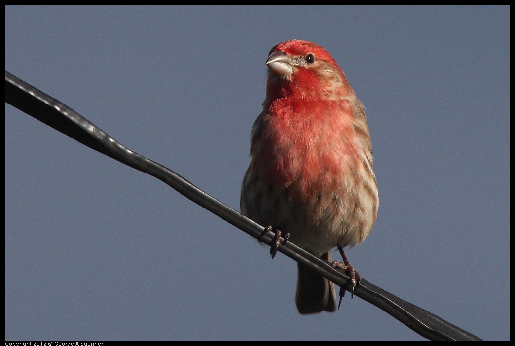 0325-162244-02.jpg - House Finch