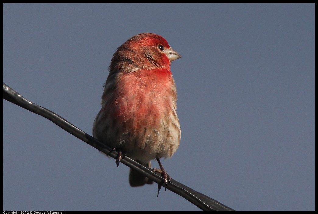 0325-162248-02.jpg - House Finch