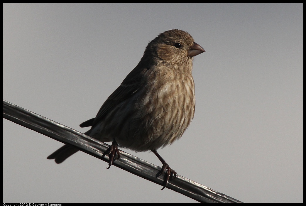 0325-162301-03.jpg - House Finch