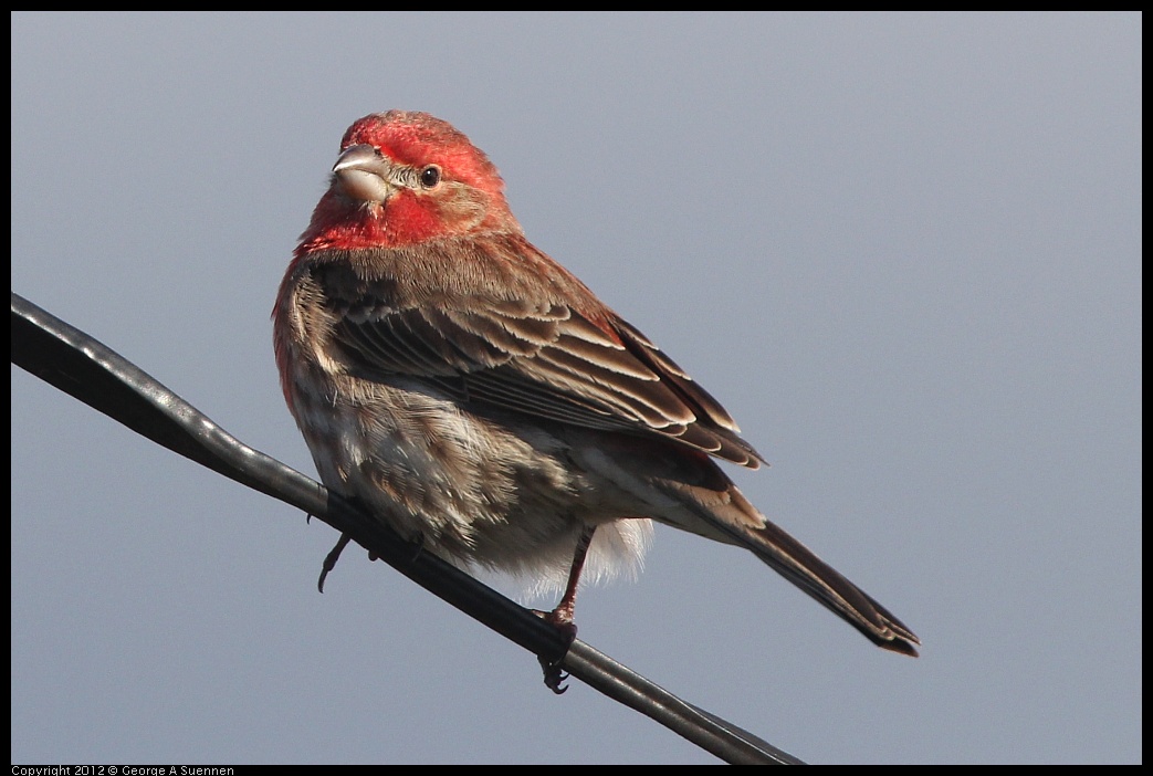 0325-162321-01.jpg - House Finch