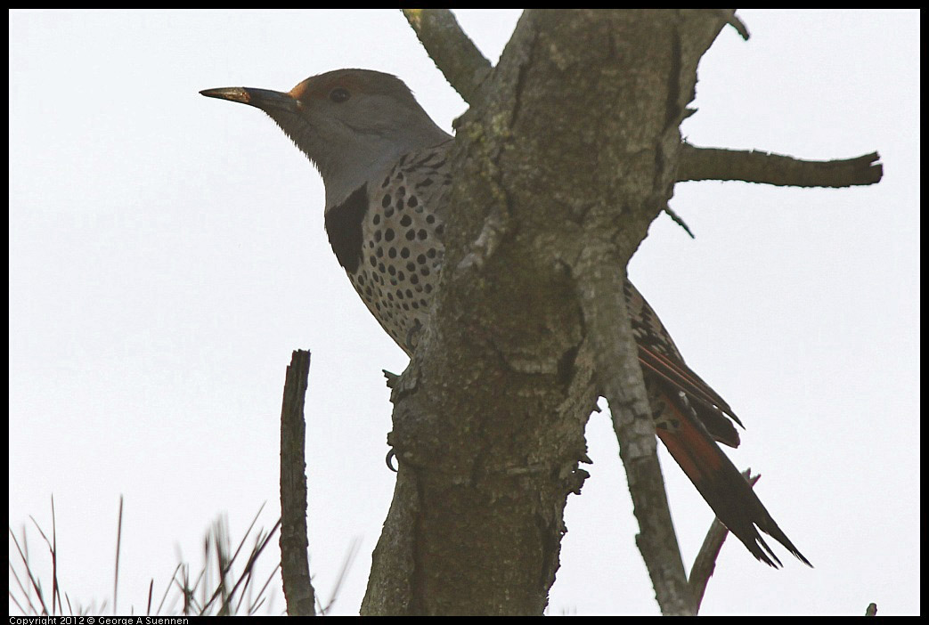 0325-163332-02.jpg - Northern Flicker