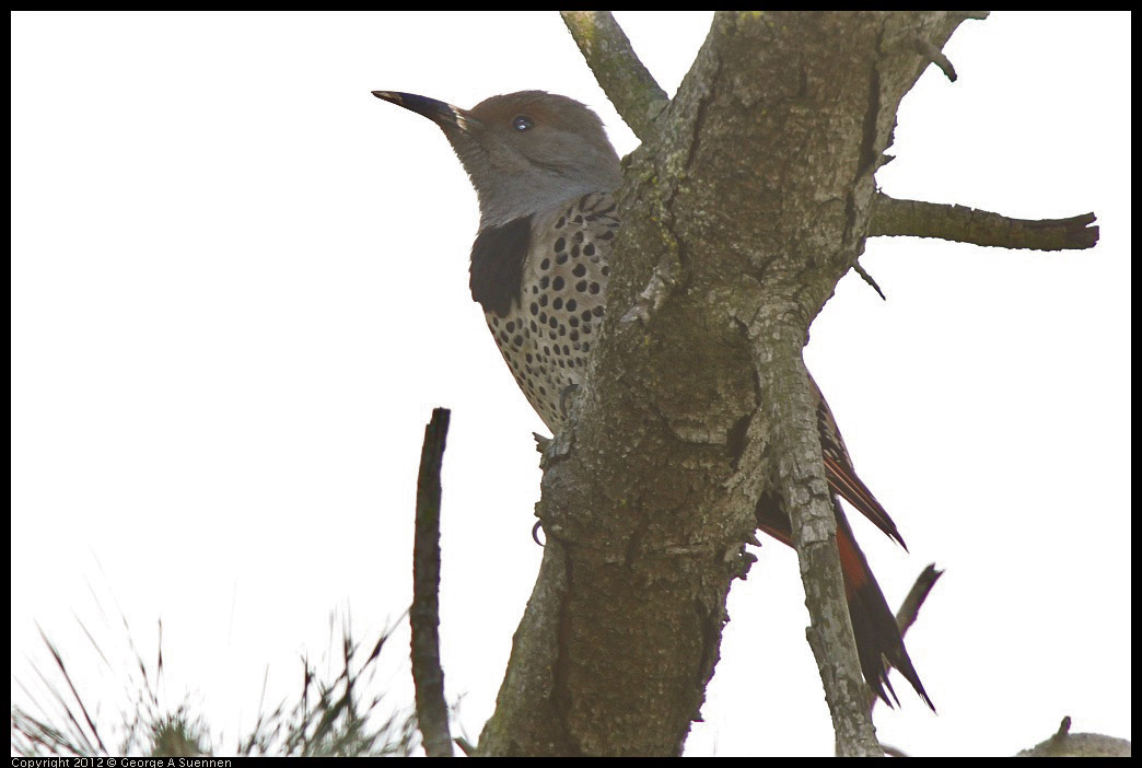 0325-163427-01.jpg - Northern Flicker