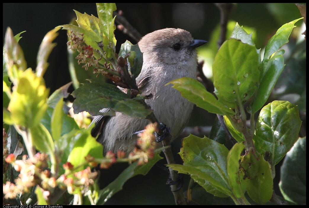 0325-163808-02.jpg - Bushtit