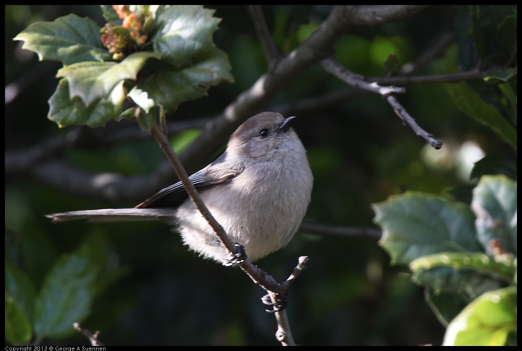 0325-163834-01.jpg - Bushtit