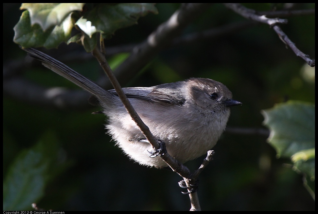 0325-163835-01.jpg - Bushtit