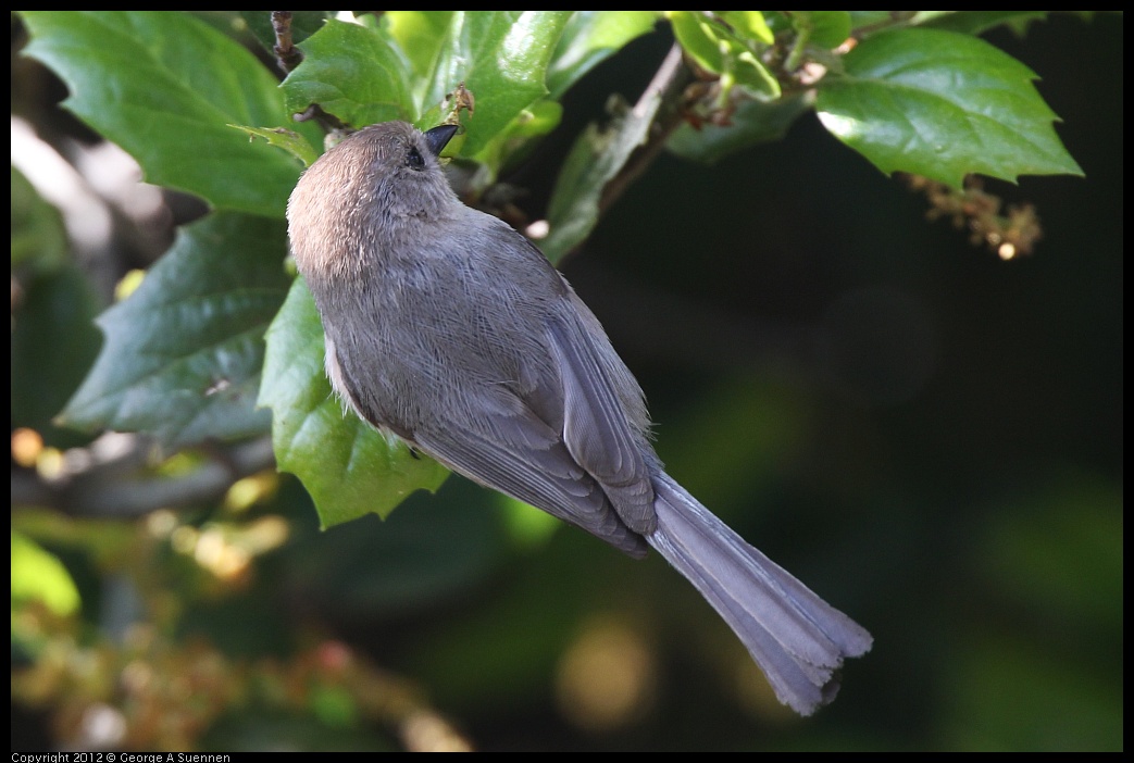 0325-163920-02.jpg - Bushtit