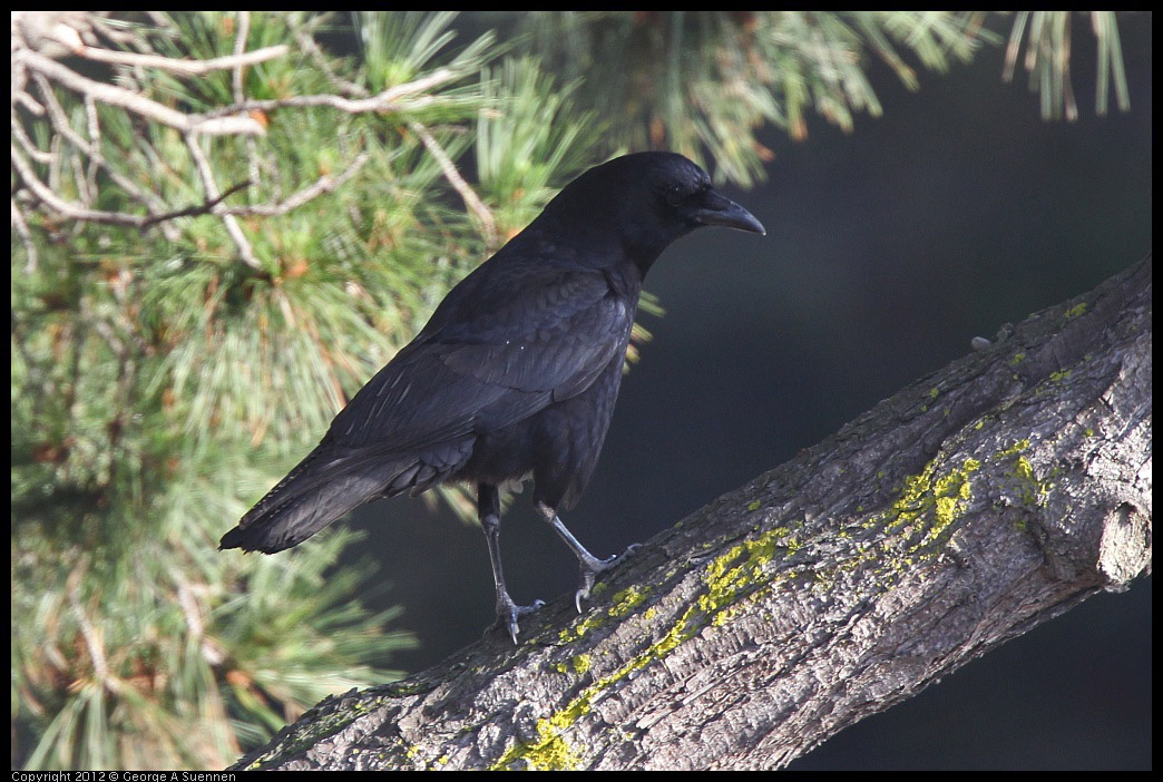 0325-164433-01.jpg - Common Raven