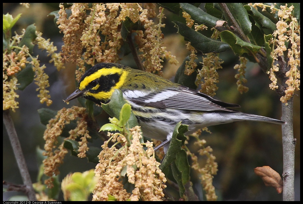 0328-104827-02.jpg - Towsend's Warbler