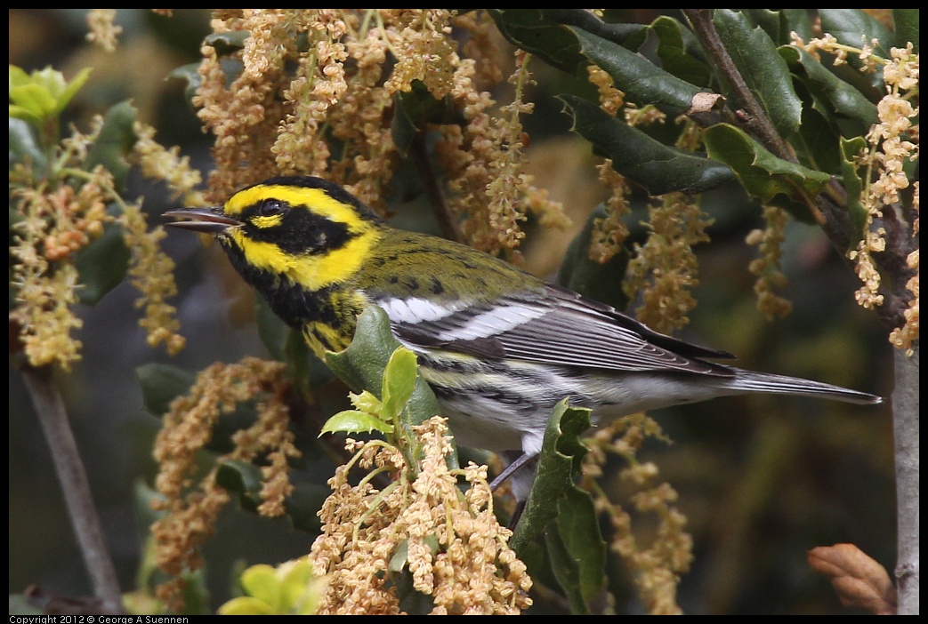 0328-104828-04.jpg - Towsend's Warbler