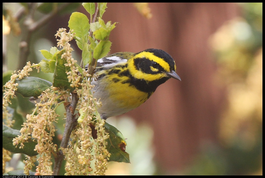 0328-104957-01.jpg - Towsend's Warbler