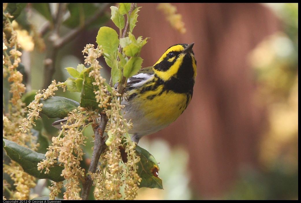 0328-104958-03.jpg - Towsend's Warbler